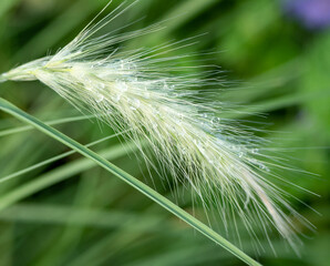 グリーングラスと水滴・しずく
