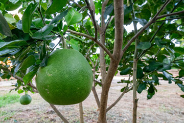 Pomelo, ripening fruits of the pomelo, natural citrus fruit, green pomelo hanging on branch of the tree on background of green leaves, close-up