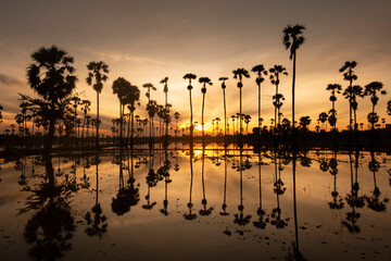 Palm tree field and refection on the water at empty paddy field during sunrise in Prathum Thani.