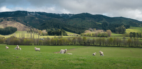 Fototapeta na wymiar Farm of sheep on beautiful scenic landscape