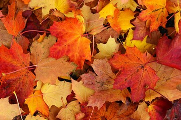 Autumn background. Beautiful colorful leaves in nature with the sun. Seasonal concept outdoors in autumn park.