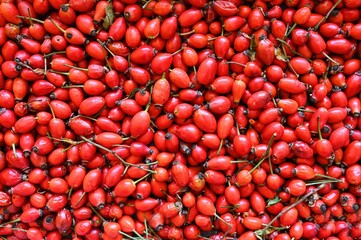 Rosehip bushes. Healthy fresh red autumn fruits from nature.
