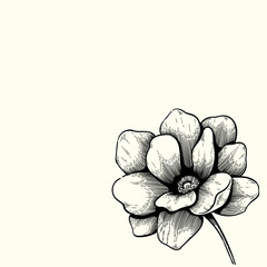 vintage flower hand drawn drawing. monochrome flower vector design. black and white drawing