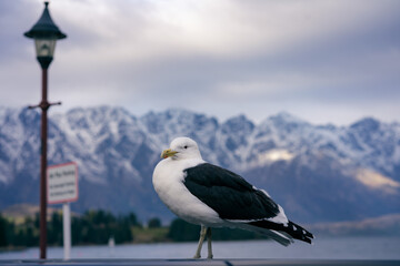 Seagull posing by Lake Wakatipu in Queenstown, New Zealand