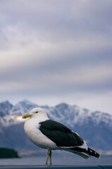 Seagull posing in profile by a lake surrounded my mountains.
