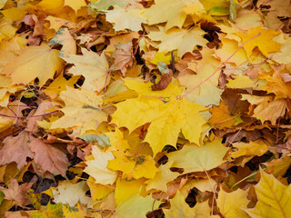 In autumn. Colorful maple leaves are lying on the grass