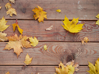 Naklejka na ściany i meble autumn background with colored leaves on a wooden board