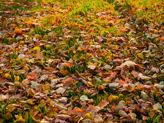 In autumn. Colorful maple leaves are lying on the grass