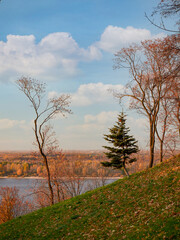 In the autumn park golden autumn. a lonely tree against the sky.