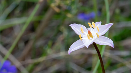 White burchardia flower