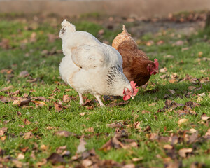Free range brown and white chicken in garden during Autumn