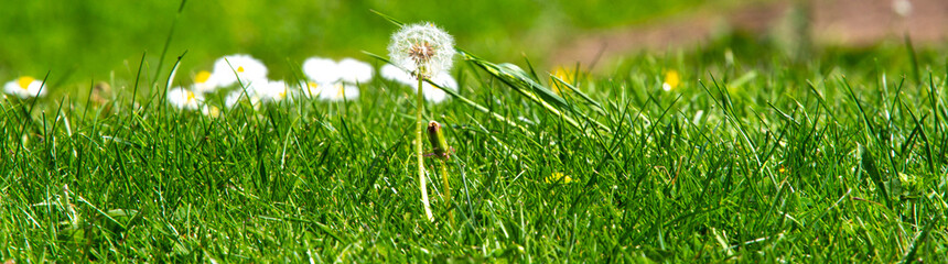 Beautiful springtime dandelion