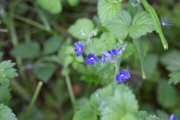 Springtime flowers