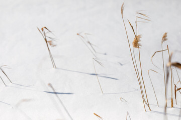 Dry yellow grass on the snow on a winter day