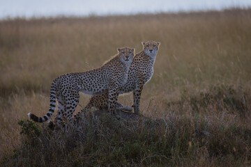 Cheetahs in back light, Masai Mara, Kenya