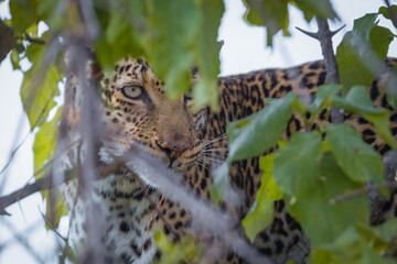 Leopard in tree, closeup