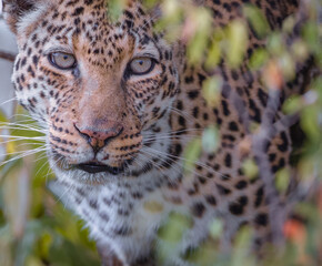 Naklejka na ściany i meble Leopard in tree, closeup