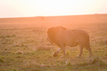 Male lion in high grass in Masai Mara, Kenya