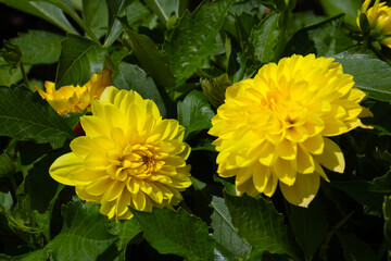 Yellow flowering dahlias in the garden, selective focus.