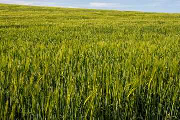 Campo de trigo o cebada