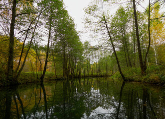 Fototapeta na wymiar Autumn forest trees are reflected in the river. River in autumn forest. Forest river in autumn