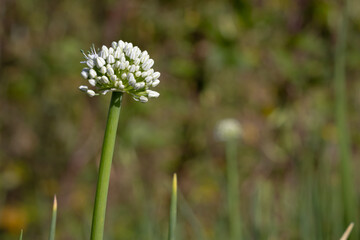 Sharp closeup of white color onion flower in nice blurry background in fields