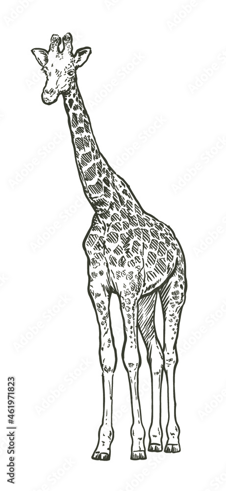 Wall mural hand drawn realistic sketch of giraffe, vector illustration