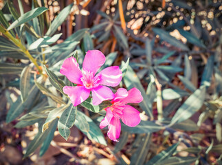 Nerium oleander pink purple flower in Petra, Jordan