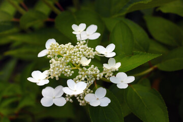 View of the flowering hydrangea in the park.
