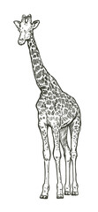 Hand drawn realistic sketch of giraffe, vector illustration