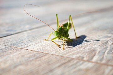 Grasshopper