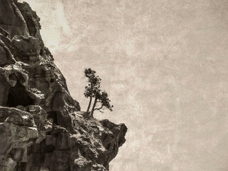 Vintage monochrome picture with an isolated bare tree growing on a rock in the rocky desert of Jordan.