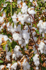 A beautiful view of a cotton plant ready for picking