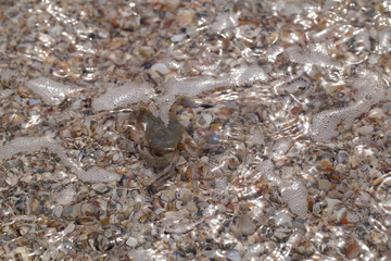 crab on the sandy seashore
