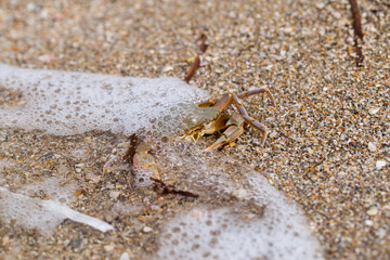 crab on the sandy seashore