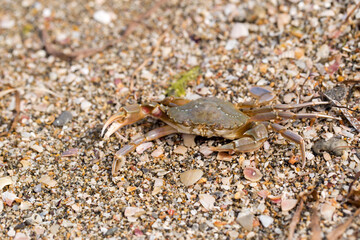 crab on the sandy seashore