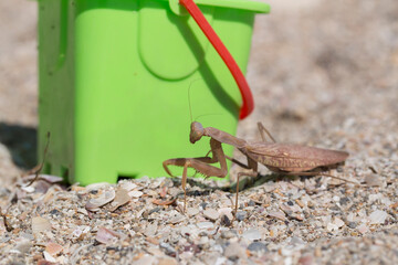 praying mantis on the white background