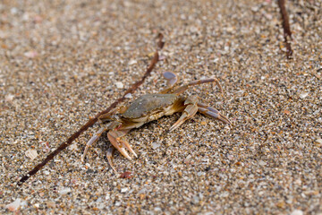 crab on the sandy seashore