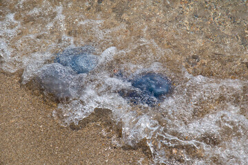 jellyfish on the sandy seashore