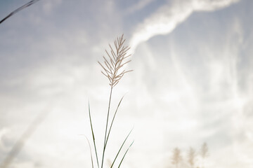 Grass