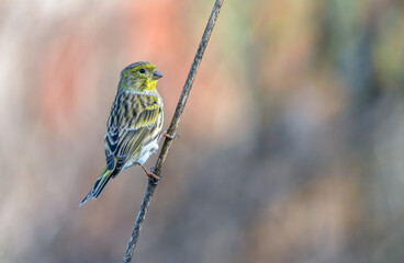European Serin Serinus serinus on colourful background in Portugal