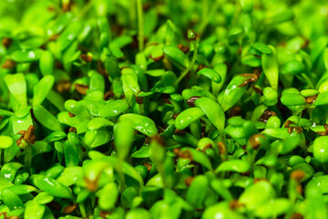 Lucerne microgreen close up. Alfalfa green sprouts macro shot. Young shoots of Medicago sativa. Germination process of legume edible greens