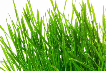Fresh green wheat shoots and seeds with water drops. Homegrown wheat sprouts close up. Microgreen of wheat macro shot. Green grass shoots sprouted from grains