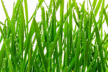 Fresh green wheat shoots and seeds with water drops. Homegrown wheat sprouts close up. Microgreen of wheat macro shot. Green grass shoots sprouted from grains