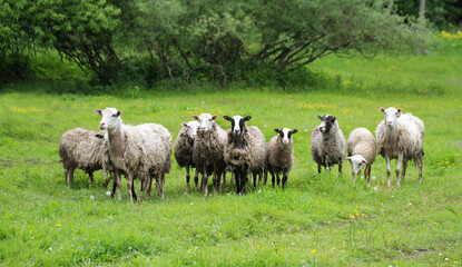 Obraz premium A flock of sheep.