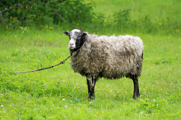  A tethered sheep grazing in a meadow.