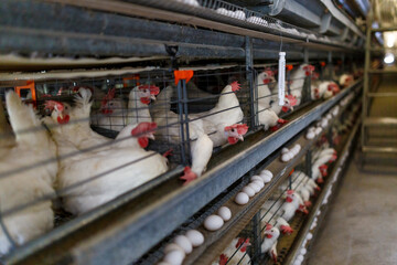Poultry farm. A chicken coop at a poultry farm. Laying hens sit in cages in a large workshop.
