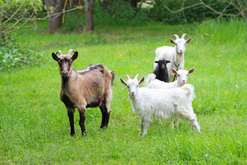 Obraz premium A goat with goats in a meadow.