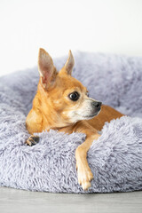 Close-up of a domestic toy terrier looking warily to the right