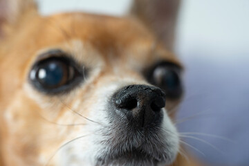 Chapped nose of an incurable dog. Blurred background.